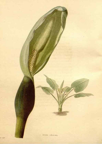 Reproducción/Reproduction 48637563657: The botanical cabinet. London :John & Arthur Arch ...,1817-1833.. 