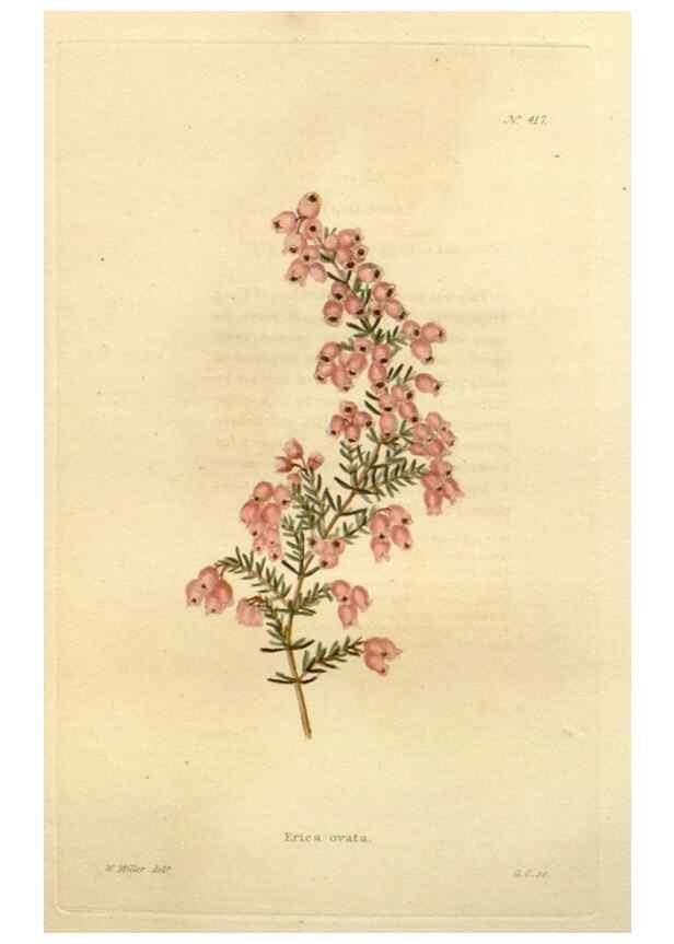 Reproducción/Reproduction 48637564162: The botanical cabinet. London :John & Arthur Arch ...,1817-1833.. 