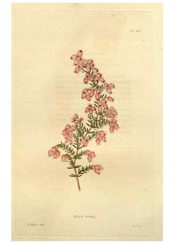 Reproducción/Reproduction 48637564162: The botanical cabinet. London :John & Arthur Arch ...,1817-1833.. 