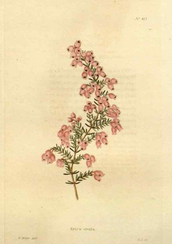 Reproducción/Reproduction 48637564162: The botanical cabinet. London :John & Arthur Arch ...,1817-1833.. 