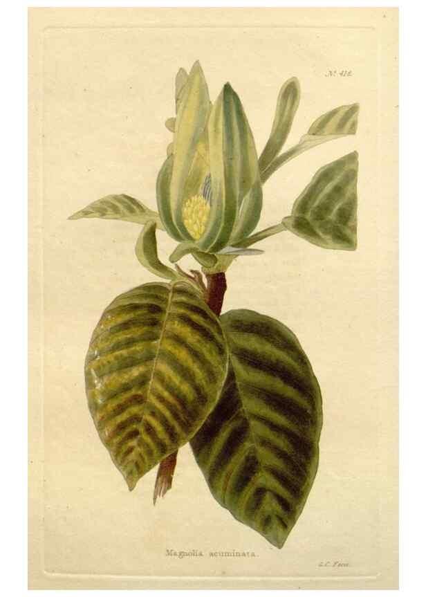 Reproducción/Reproduction 48637071253: The botanical cabinet. London :John & Arthur Arch ...,1817-1833.. 