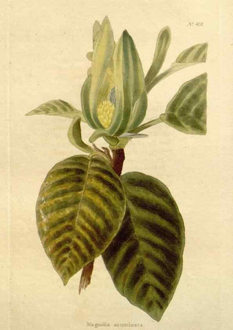 Reproducción/Reproduction 48637071253: The botanical cabinet. London :John & Arthur Arch ...,1817-1833.. 