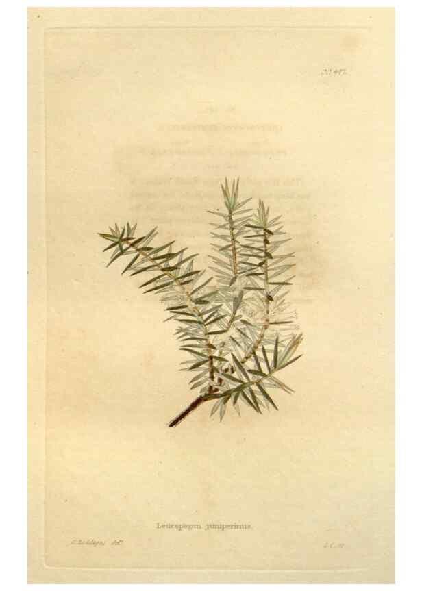 Reproducción/Reproduction 48637577887: The botanical cabinet. London :John & Arthur Arch ...,1817-1833.. 
