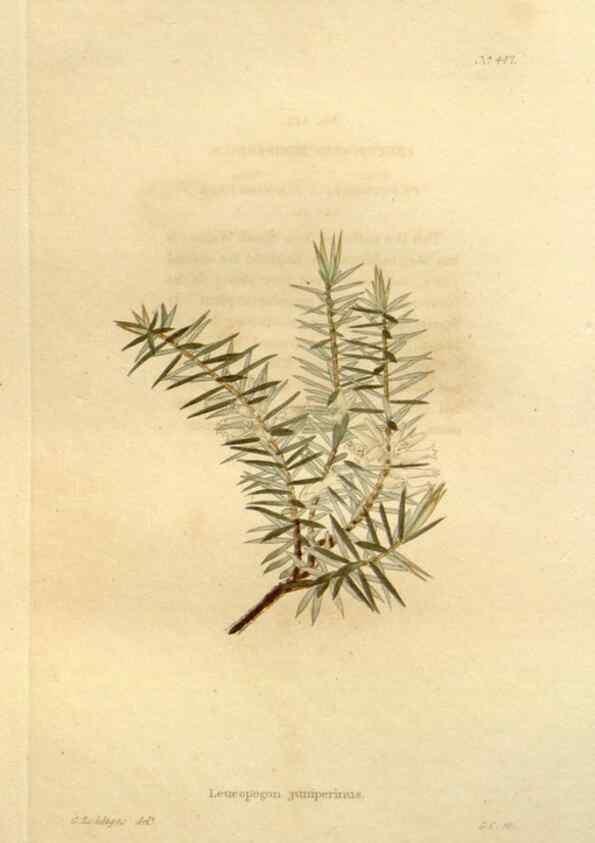 Reproducción/Reproduction 48637577887: The botanical cabinet. London :John & Arthur Arch ...,1817-1833.. 