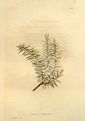 Reproducción/Reproduction 48637577887: The botanical cabinet. London :John & Arthur Arch ...,1817-1833.. 