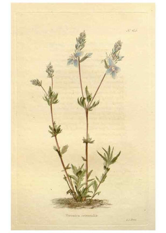 Reproducción/Reproduction 48637423651: The botanical cabinet. London :John & Arthur Arch ...,1817-1833.. 