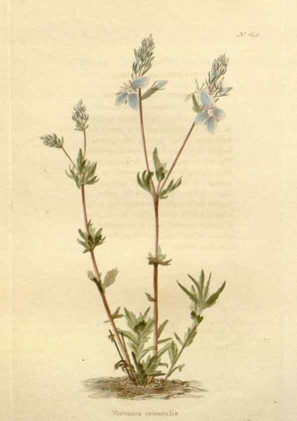 Reproducción/Reproduction 48637423651: The botanical cabinet. London :John & Arthur Arch ...,1817-1833.. 