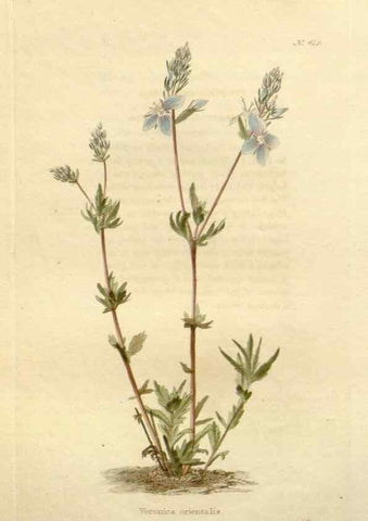 Reproducción/Reproduction 48637423651: The botanical cabinet. London :John & Arthur Arch ...,1817-1833.. 