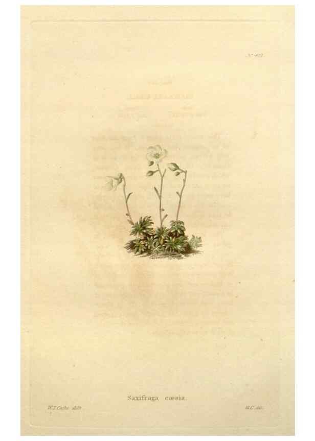 Reproducción/Reproduction 48637424351: The botanical cabinet. London :John & Arthur Arch ...,1817-1833.. 