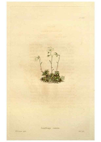Reproducción/Reproduction 48637424351: The botanical cabinet. London :John & Arthur Arch ...,1817-1833.. 