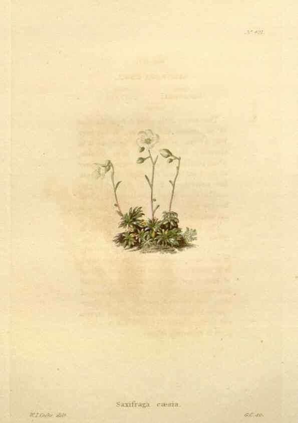 Reproducción/Reproduction 48637424351: The botanical cabinet. London :John & Arthur Arch ...,1817-1833.. 