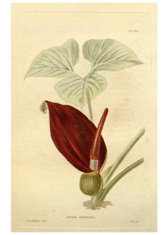 Reproducción/Reproduction 48637072958: The botanical cabinet. London :John & Arthur Arch ...,1817-1833.. 