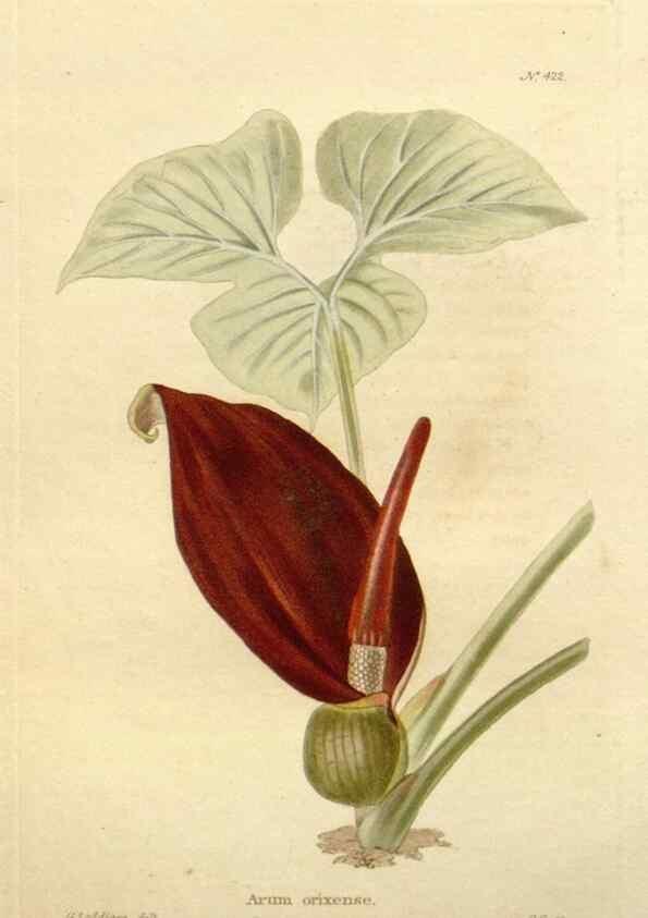Reproducción/Reproduction 48637072958: The botanical cabinet. London :John & Arthur Arch ...,1817-1833.. 