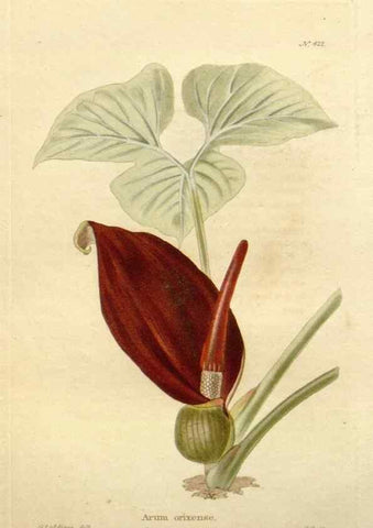 Reproducción/Reproduction 48637072958: The botanical cabinet. London :John & Arthur Arch ...,1817-1833.. 
