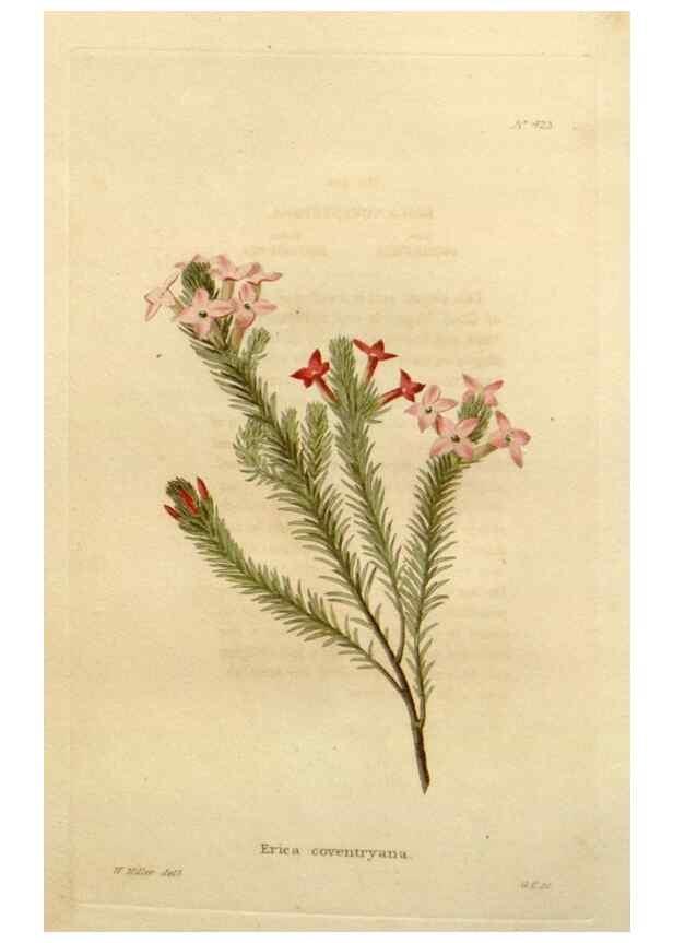 Reproducción/Reproduction 48637073283: The botanical cabinet. London :John & Arthur Arch ...,1817-1833.. 