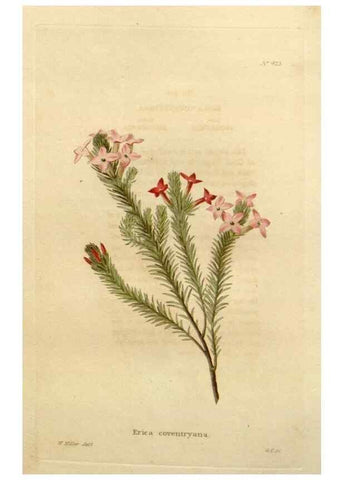 Reproducción/Reproduction 48637073283: The botanical cabinet. London :John & Arthur Arch ...,1817-1833.. 