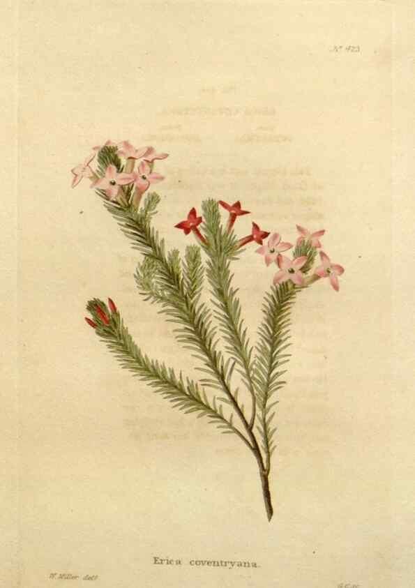 Reproducción/Reproduction 48637073283: The botanical cabinet. London :John & Arthur Arch ...,1817-1833.. 