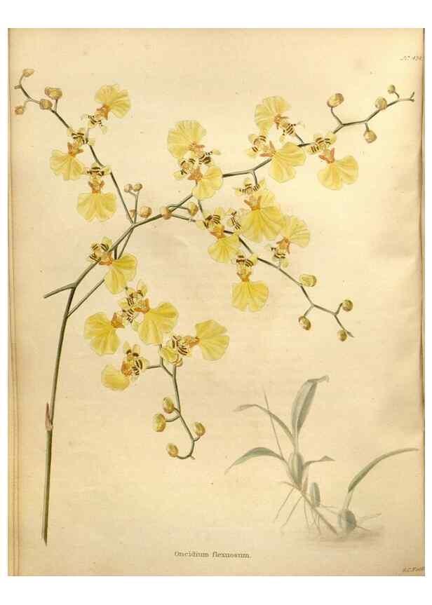 Reproducción/Reproduction 48637425586: The botanical cabinet. London :John & Arthur Arch ...,1817-1833.. 
