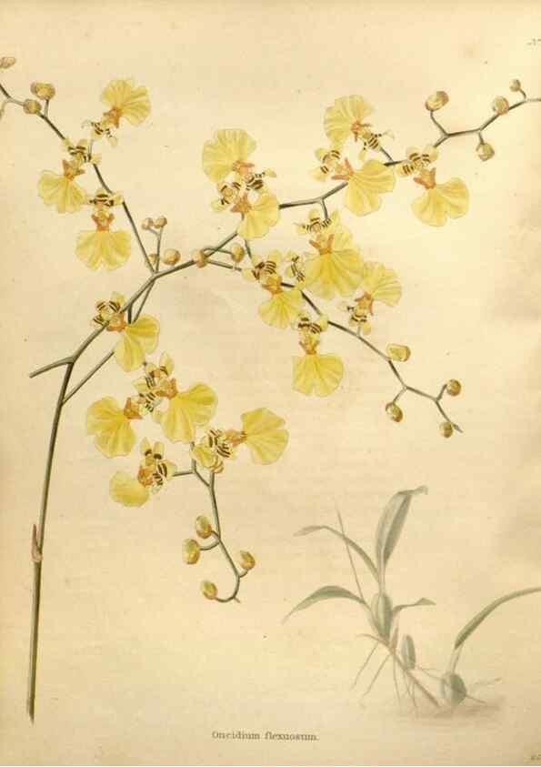 Reproducción/Reproduction 48637425586: The botanical cabinet. London :John & Arthur Arch ...,1817-1833.. 