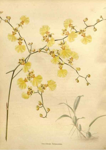 Reproducción/Reproduction 48637425586: The botanical cabinet. London :John & Arthur Arch ...,1817-1833.. 