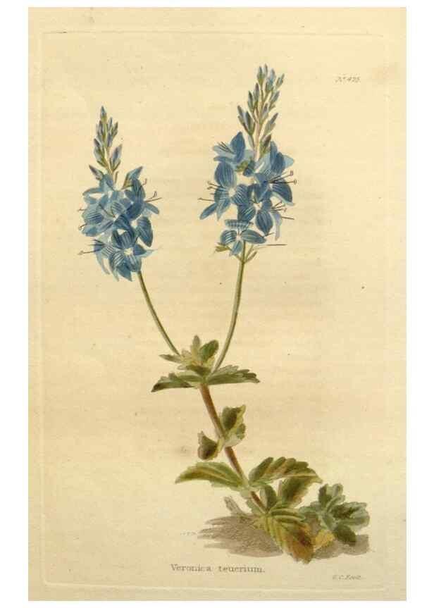 Reproducción/Reproduction 48637074213: The botanical cabinet. London :John & Arthur Arch ...,1817-1833.. 