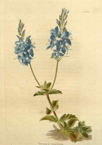Reproducción/Reproduction 48637074213: The botanical cabinet. London :John & Arthur Arch ...,1817-1833.. 