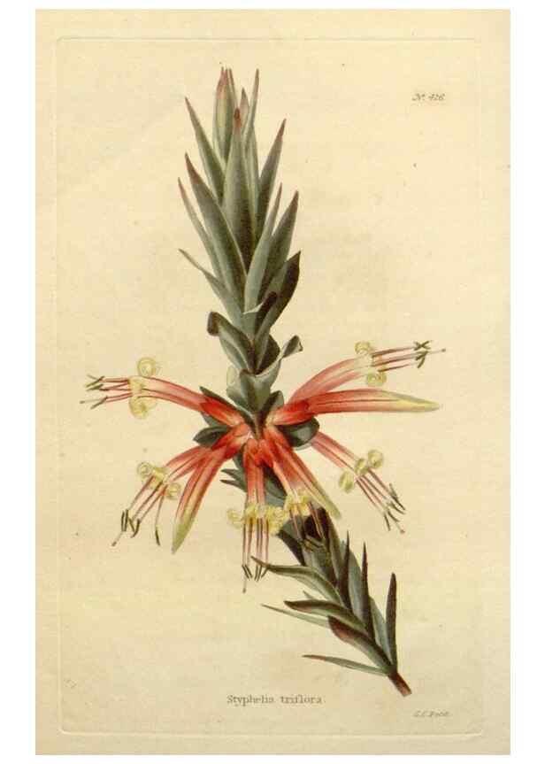 Reproducción/Reproduction 48637426456: The botanical cabinet. London :John & Arthur Arch ...,1817-1833.. 