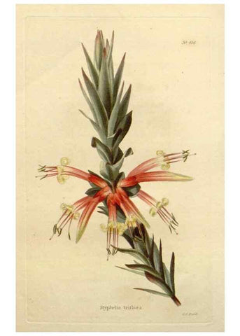 Reproducción/Reproduction 48637426456: The botanical cabinet. London :John & Arthur Arch ...,1817-1833.. 