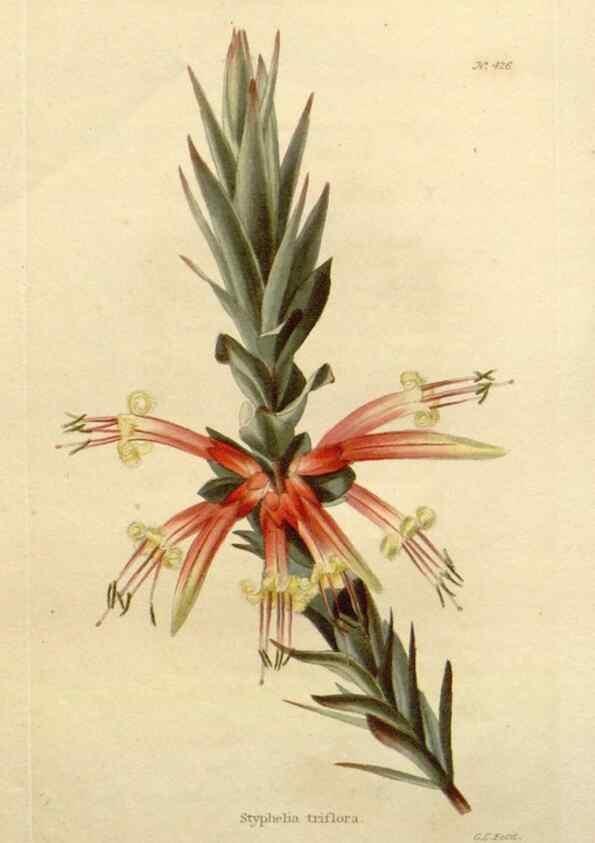 Reproducción/Reproduction 48637426456: The botanical cabinet. London :John & Arthur Arch ...,1817-1833.. 