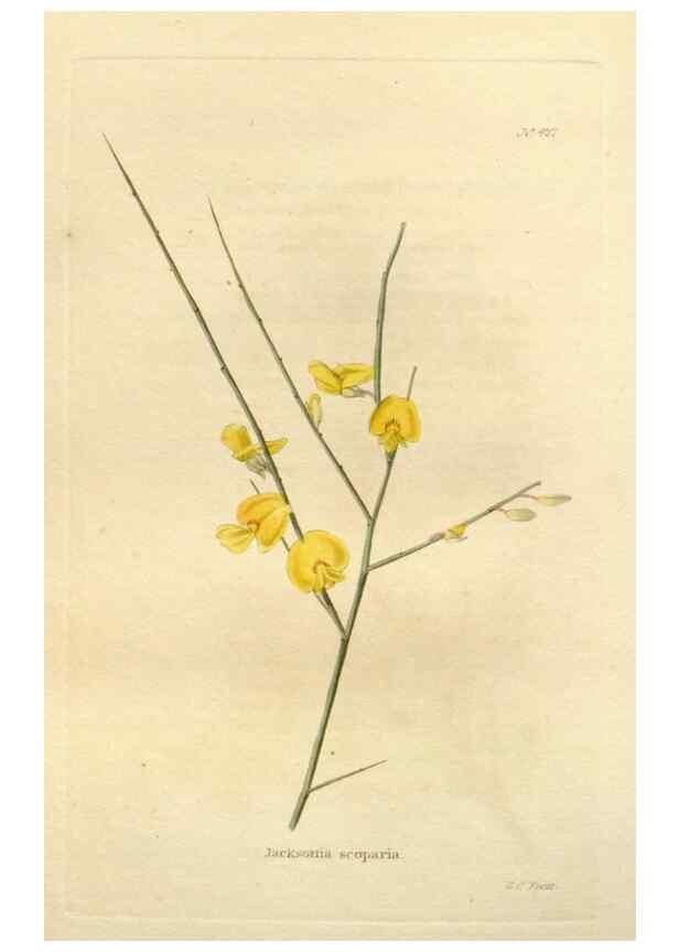 Reproducción/Reproduction 48637426906: The botanical cabinet. London :John & Arthur Arch ...,1817-1833.. 