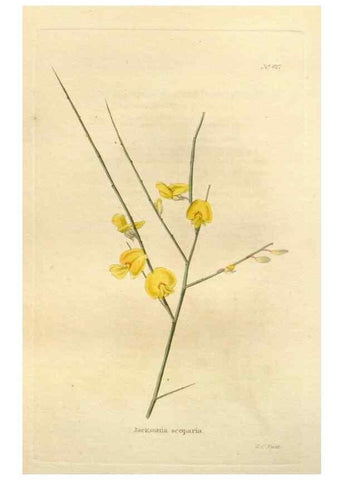 Reproducción/Reproduction 48637426906: The botanical cabinet. London :John & Arthur Arch ...,1817-1833.. 