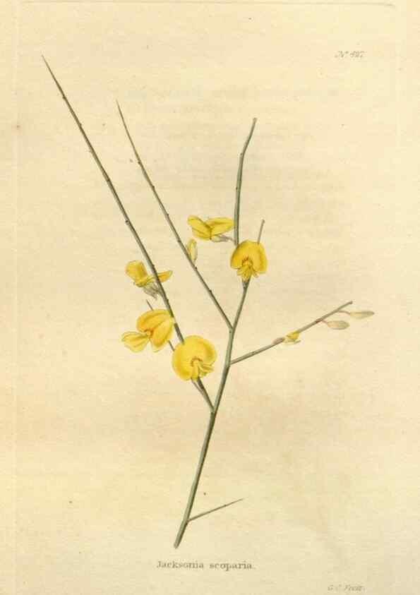 Reproducción/Reproduction 48637426906: The botanical cabinet. London :John & Arthur Arch ...,1817-1833.. 