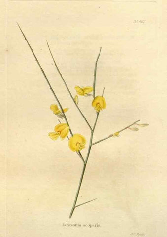 Reproducción/Reproduction 48637426906: The botanical cabinet. London :John & Arthur Arch ...,1817-1833.. 