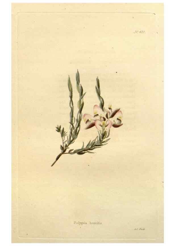 Reproducción/Reproduction 48637424031: The botanical cabinet. London :John & Arthur Arch ...,1817-1833.. 