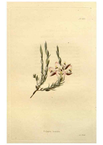 Reproducción/Reproduction 48637424031: The botanical cabinet. London :John & Arthur Arch ...,1817-1833.. 