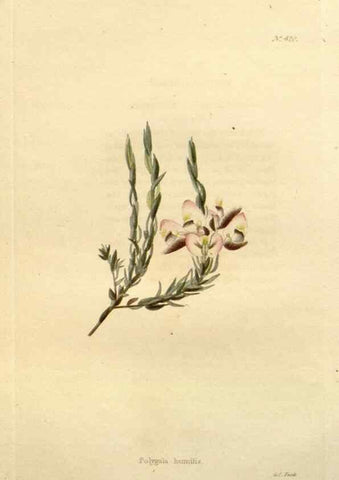 Reproducción/Reproduction 48637424031: The botanical cabinet. London :John & Arthur Arch ...,1817-1833.. 