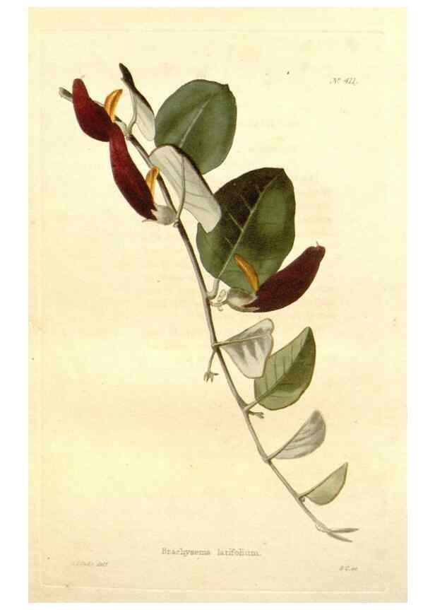 Reproducción/Reproduction 48637420456: The botanical cabinet. London :John & Arthur Arch ...,1817-1833.. 