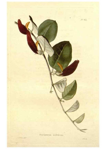 Reproducción/Reproduction 48637420456: The botanical cabinet. London :John & Arthur Arch ...,1817-1833.. 