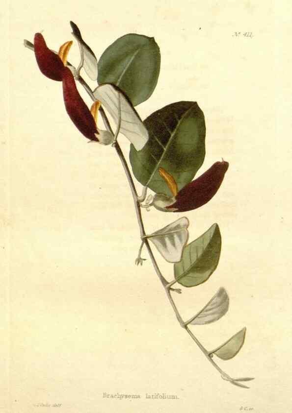 Reproducción/Reproduction 48637420456: The botanical cabinet. London :John & Arthur Arch ...,1817-1833.. 