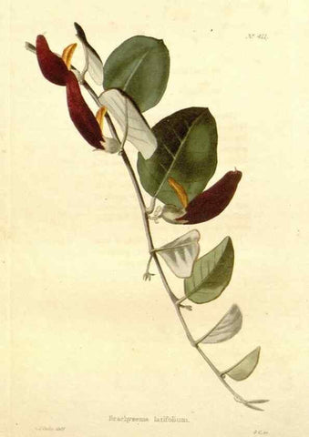 Reproducción/Reproduction 48637420456: The botanical cabinet. London :John & Arthur Arch ...,1817-1833.. 