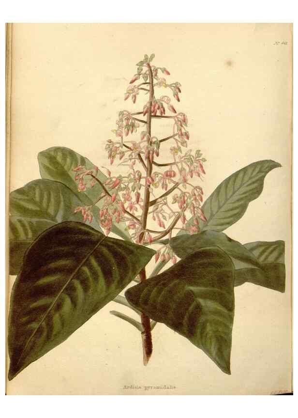 Reproducción/Reproduction 48637578132: The botanical cabinet. London :John & Arthur Arch ...,1817-1833.. 