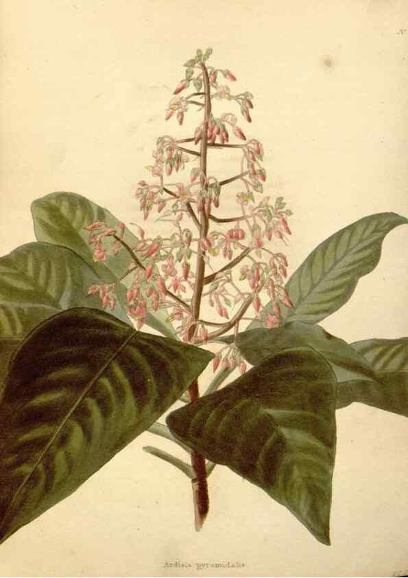 Reproducción/Reproduction 48637578132: The botanical cabinet. London :John & Arthur Arch ...,1817-1833.. 