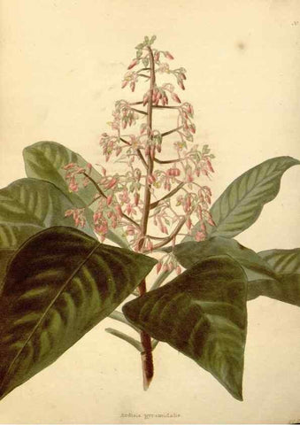 Reproducción/Reproduction 48637578132: The botanical cabinet. London :John & Arthur Arch ...,1817-1833.. 