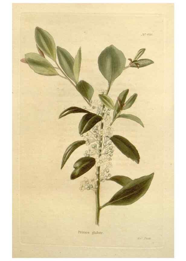 Reproducción/Reproduction 48637085763: The botanical cabinet. London :John & Arthur Arch ...,1817-1833.. 