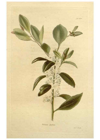 Reproducción/Reproduction 48637085763: The botanical cabinet. London :John & Arthur Arch ...,1817-1833.. 