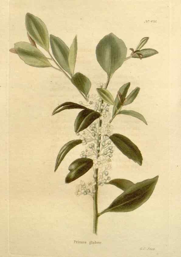 Reproducción/Reproduction 48637085763: The botanical cabinet. London :John & Arthur Arch ...,1817-1833.. 
