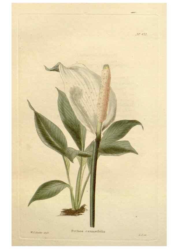 Reproducción/Reproduction 48637095148: The botanical cabinet. London :John & Arthur Arch ...,1817-1833.. 