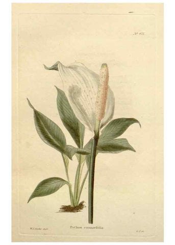 Reproducción/Reproduction 48637095148: The botanical cabinet. London :John & Arthur Arch ...,1817-1833.. 
