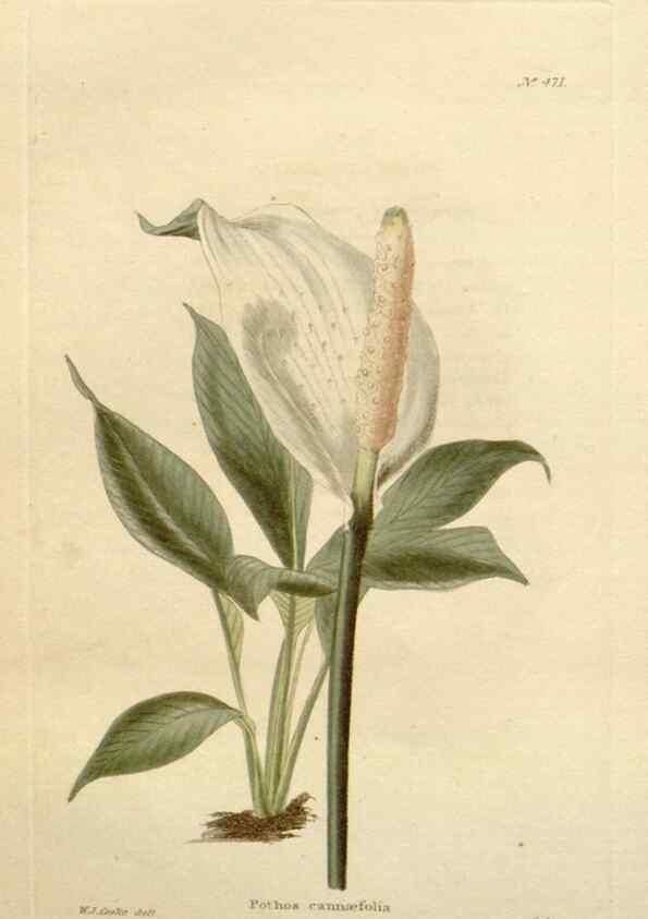 Reproducción/Reproduction 48637095148: The botanical cabinet. London :John & Arthur Arch ...,1817-1833.. 