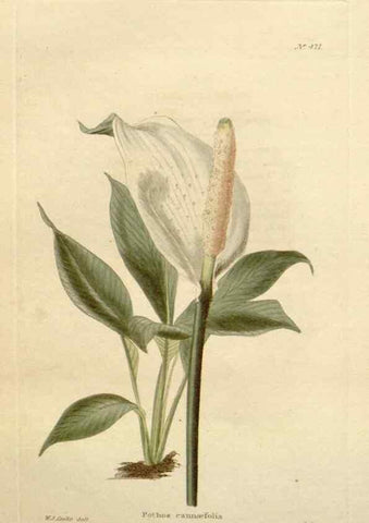 Reproducción/Reproduction 48637095148: The botanical cabinet. London :John & Arthur Arch ...,1817-1833.. 